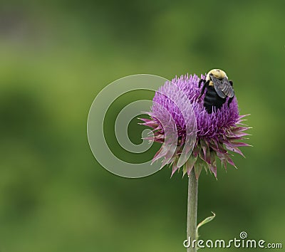 Bumble Bees, Bumble Bee (disambiguation)