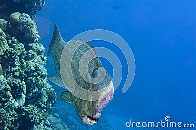 Bump head jack fish close up portrait in the reef background