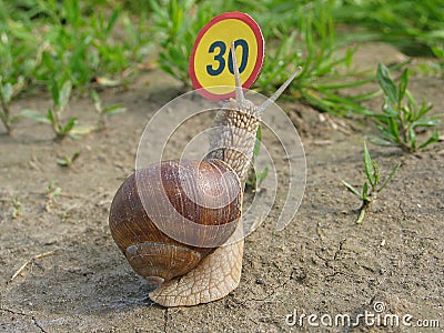 Bumped Into Speed Limit Stock Images - 