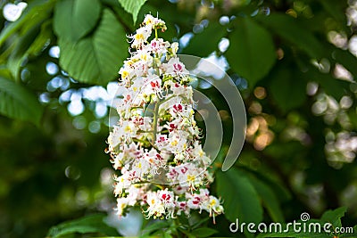 Bunch of flowers of the horse-chestnut tree