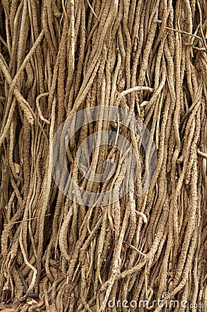 Parasitic+Root The bunch of parasitic plant root cover the stem (behind the roots ...