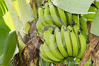 Bunch of ripening bananas