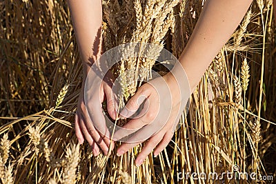 Bunch of wheat in hands