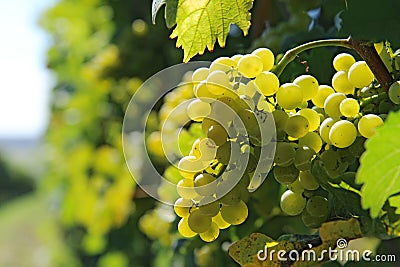 Bunch of white grapes on vineyeard