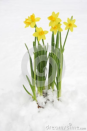 Bunch of yellow spring daffodils