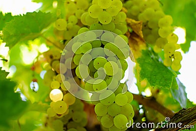 Bunches of green grapes, in ambient light.