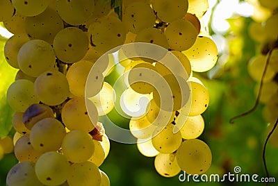 Bunches of green grapes, in ambient light.