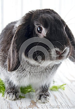 Bunny rabbit on white wooden studio background