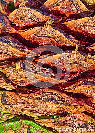 A Bunya Pine Cone up close.