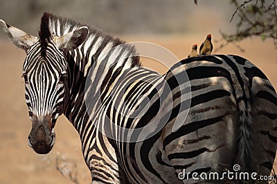 Burchell s Zebra with Friends