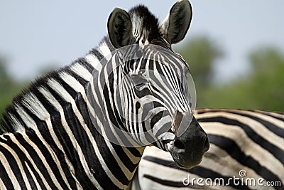 Burchells zebra Head Study