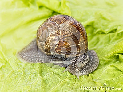 Burgundy snail eating a lettuce leaf