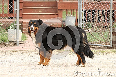 Burnese Mountain Dog by farm gate