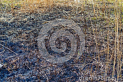 Burnt grass, texture of burn straw grass land