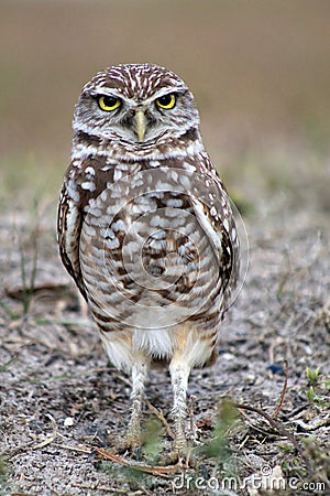 Burrowing owl making eye contact facing straight