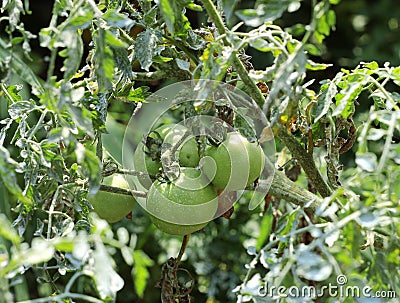 Bush of green tomato in the garden