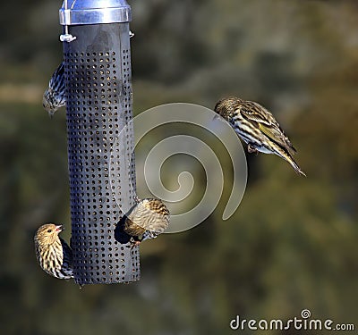 Busy bird feeder