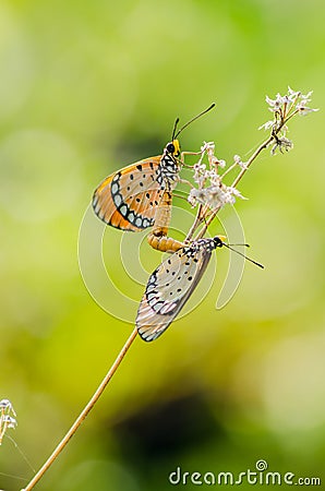in the time of the butterflies 2 essay In the time of the butterflies essay - entrust your assignments to the most talented writers get to know easy recommendations how to get a plagiarism free themed term paper from a professional provider entrust your paper to us and we will do our best for you. in the time of the butterflies 2 essay In the time of the butterflies essay - entrust your assignments to the most talented writers get to know easy recommendations how to get a plagiarism free themed term paper from a professional provider entrust your paper to us and we will do our best for you.