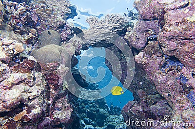 Butterfly angel fish yellow and blue in the reef background