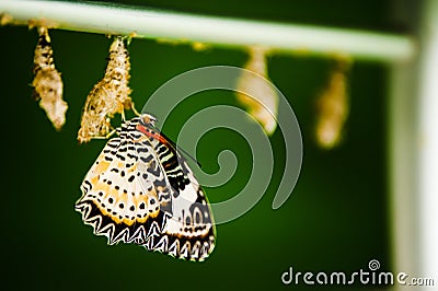 Butterfly and Cocoon