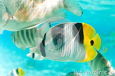 Butterfly fish