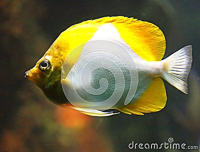 Butterfly Fish 2