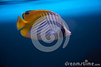 Butterfly fish.