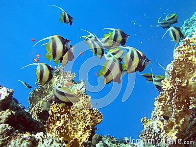 Butterfly fish