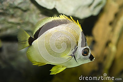 Butterfly-fish