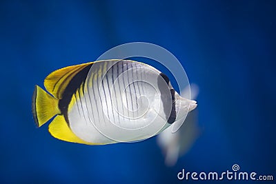 Butterfly-fish