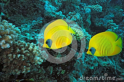 Butterfly Fish on the coral reef