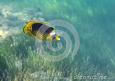 Butterfly-fish over grass