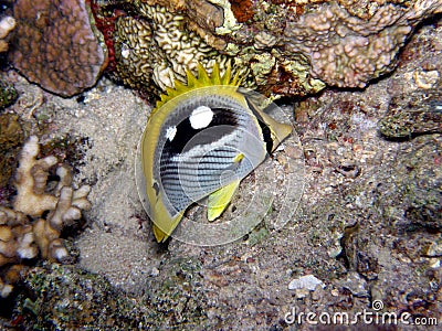 Butterfly fish Red Sea