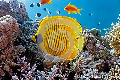 Butterfly fish on the reef