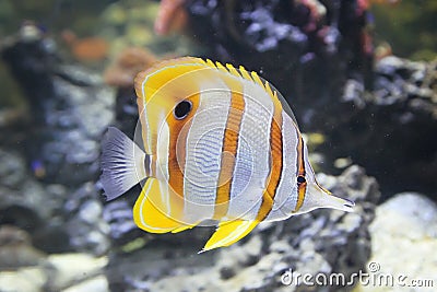 Butterfly fish in the sea