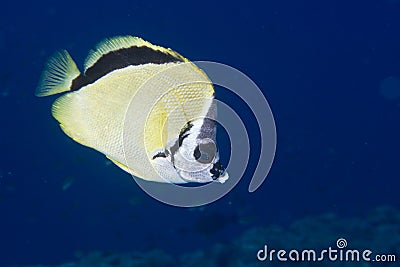 Butterfly fish