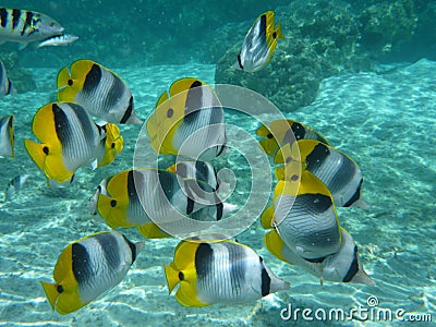 Butterfly fishes