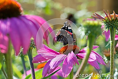 Butterfly in flower garden