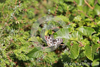 Butterfly flying on the leaves