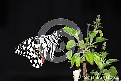 Butterfly on green leave