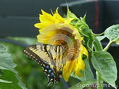 Butterfly and sunflower help each other