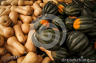 Butternut and acorn squash for sale