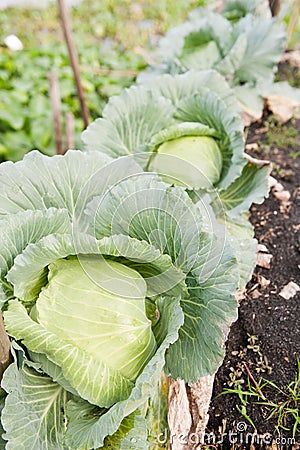Cabbage Crop