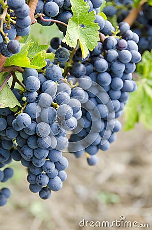 Cabernet Sauvignon Red Wine Grapes On The