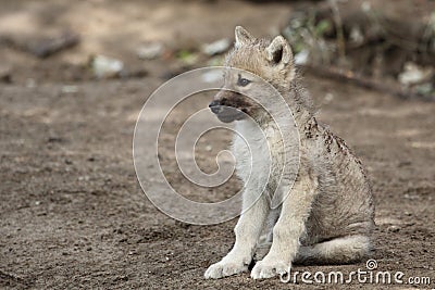 Cachorro de lobo blanco