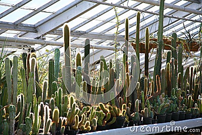 Cacti, backlit