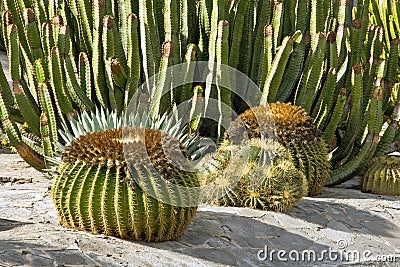 Cacti in Gran Canaria