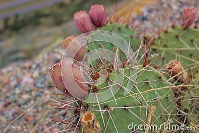 Cacti growing at Royal Gorge Colorado