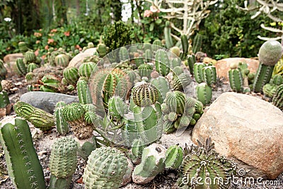 Cacti plants