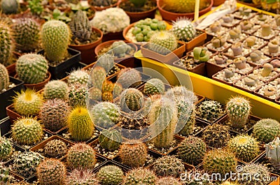 Cacti in rows for sale